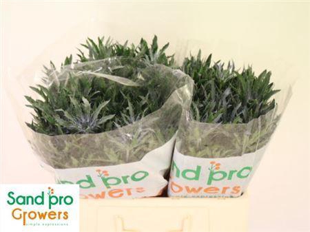 <h4>Eryn Pac Blue Stripe</h4>