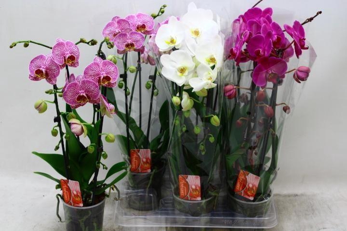 <h4>PHAL EL CASCADE</h4>
