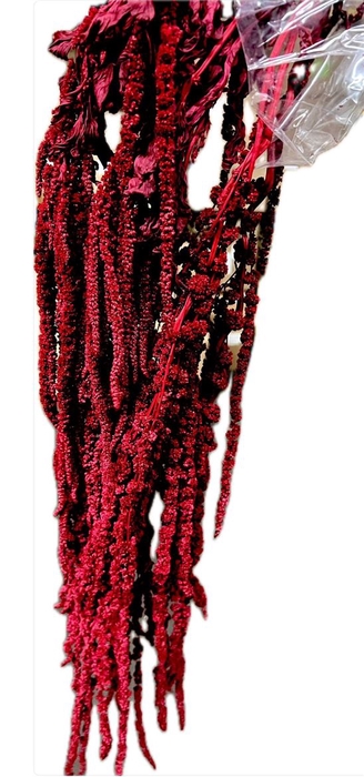 <h4>Pres Amaranthus Bleached Bordeaux</h4>