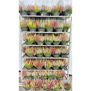 Callu Bl Quattro G