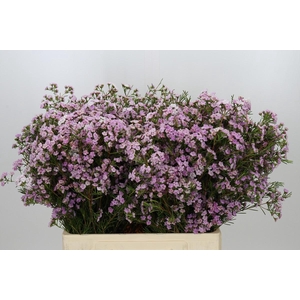 CHAMELAUCIUM DANCING QUEEN