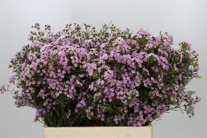 <h4>CHAMELAUCIUM DANCING QUEEN</h4>