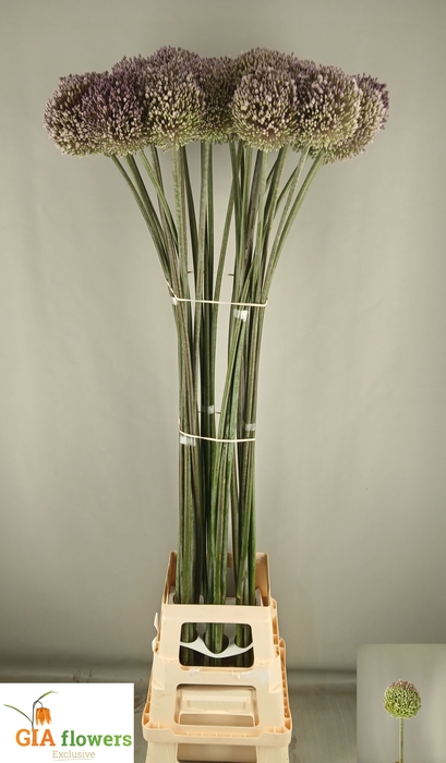 <h4>ALLIUM OV</h4>