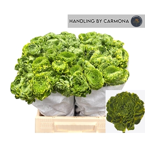 RAN PON PON PETERPAN