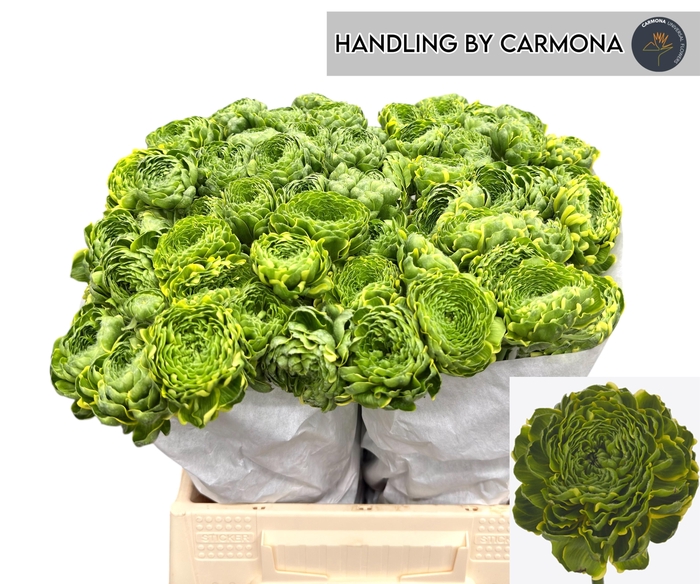 <h4>RAN PON PON PETERPAN</h4>