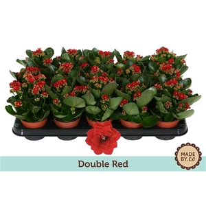 Kalanchoë Double Red - no sleeve