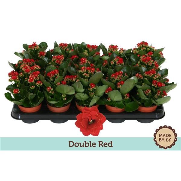 <h4>Kalanchoë Double Red - no sleeve</h4>
