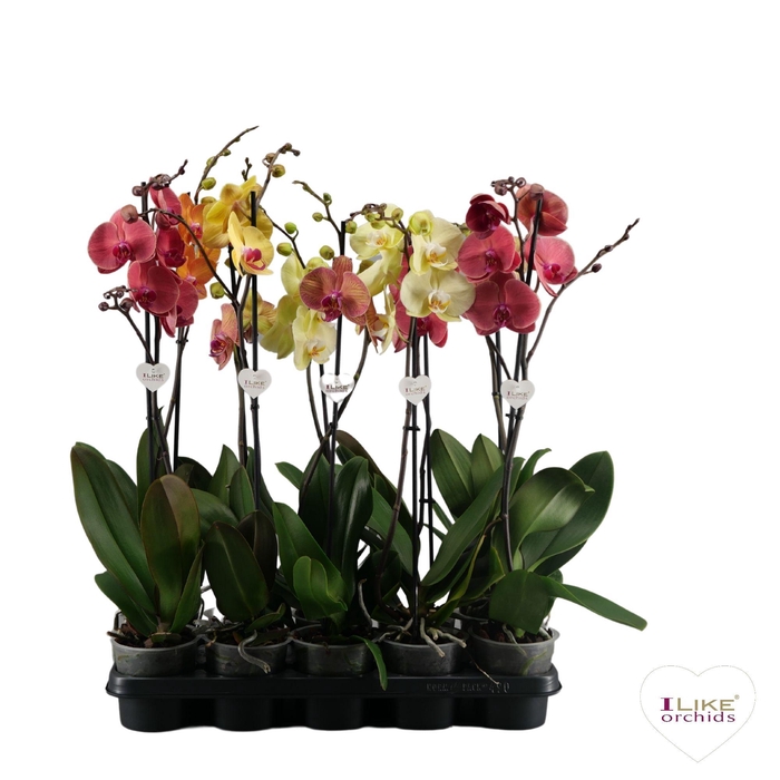 <h4>Phalaenopsis geel/oranje - 1 tak 70cm</h4>