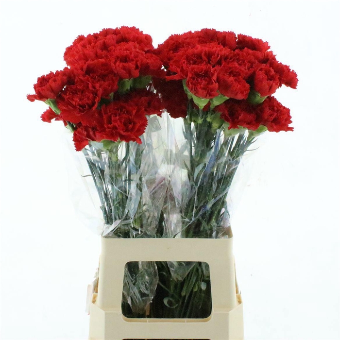 <h4>DI ST DON PEDRO</h4>