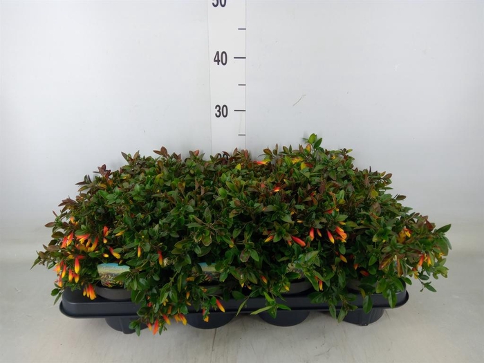 <h4>Justicia   ...</h4>