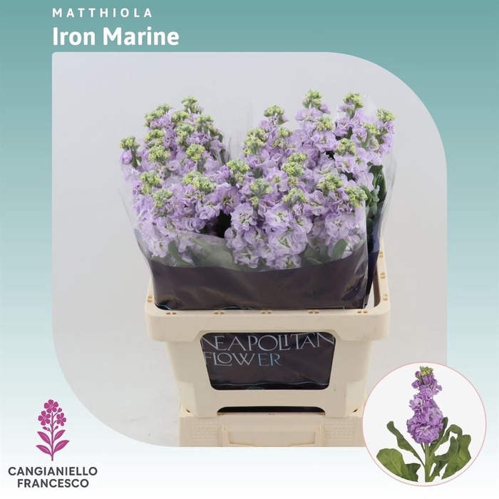 <h4>Matthiola Iron Marine</h4>