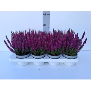 Calluna vulg. 'Beauty L Lianne'