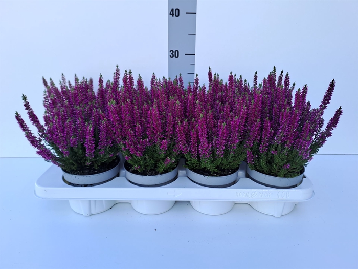 Calluna vulg. 'Beauty L Lianne'