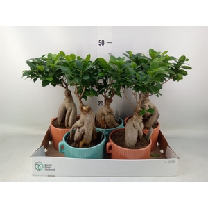Ficus microcarpa 'Ginseng'