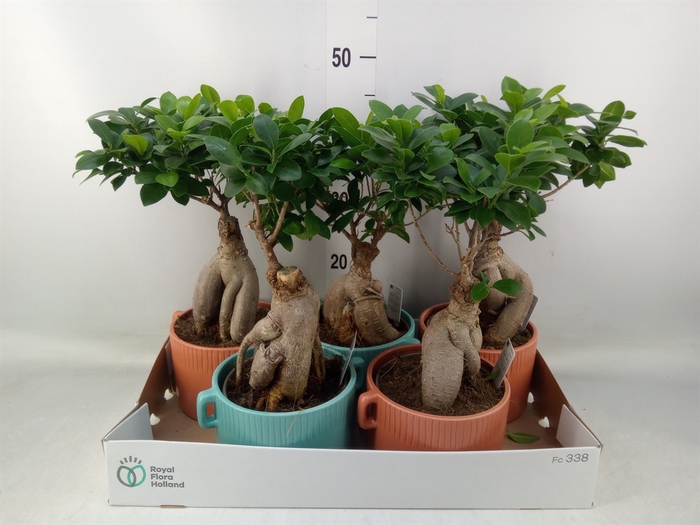 <h4>Ficus microcarpa 'Ginseng'</h4>