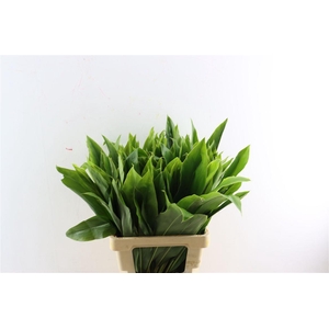 Cordyline Frut Green Top 62cm