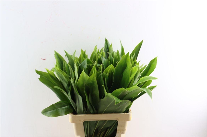 <h4>Cordyline Frut Green Top 62cm</h4>