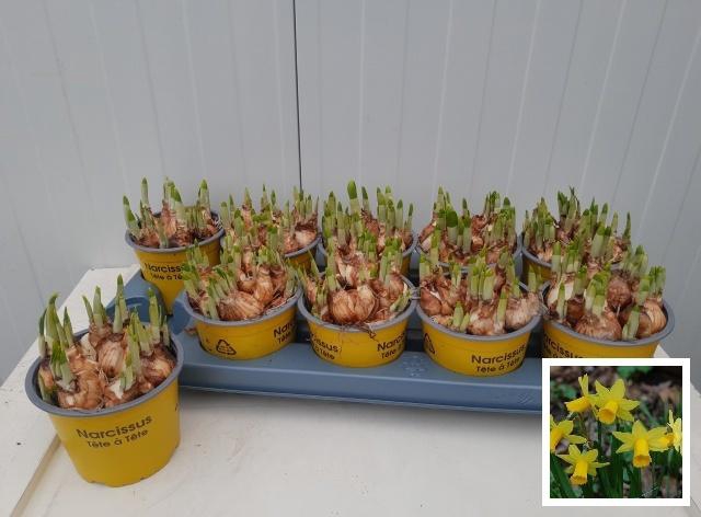 <h4>Narc O Tete A Tete</h4>