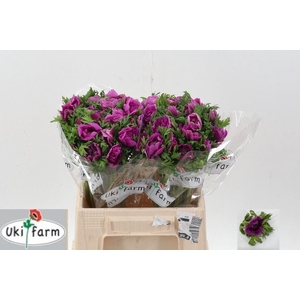 ANEMONE COR. 'LEVANTE FUCSIA'