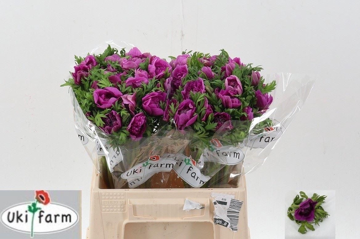 <h4>ANEMONE COR. 'LEVANTE FUCSIA'</h4>