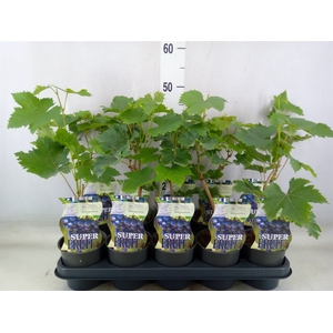 Vitis  'Boskoop Glory'