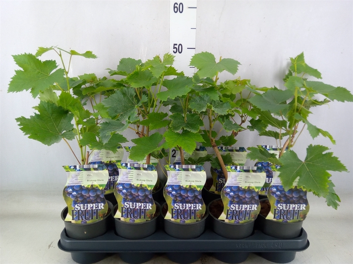 <h4>Vitis  'Boskoop Glory'</h4>