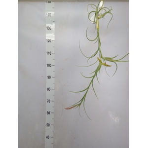 Tillandsia
