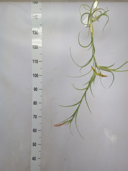 <h4>Tillandsia</h4>