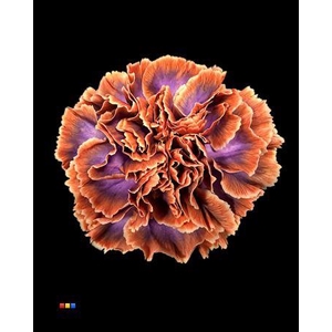 Dianthus St The Joker