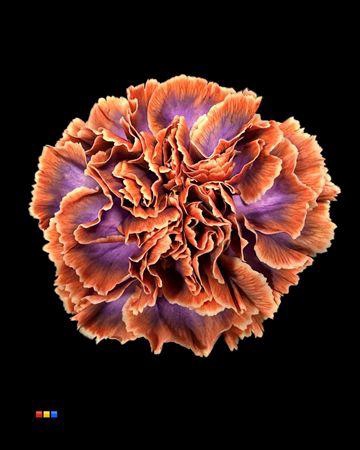 <h4>Dianthus St The Joker</h4>