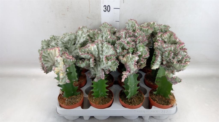 <h4>Euphorbia lactea</h4>