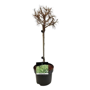 Larix decidua 'Globus'