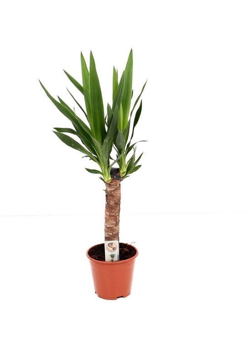 <h4>Yucca P14 30 solo</h4>