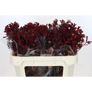 Anigozanthos Bush Ruby