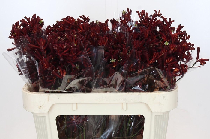 <h4>Anigozanthos Bush Ruby</h4>