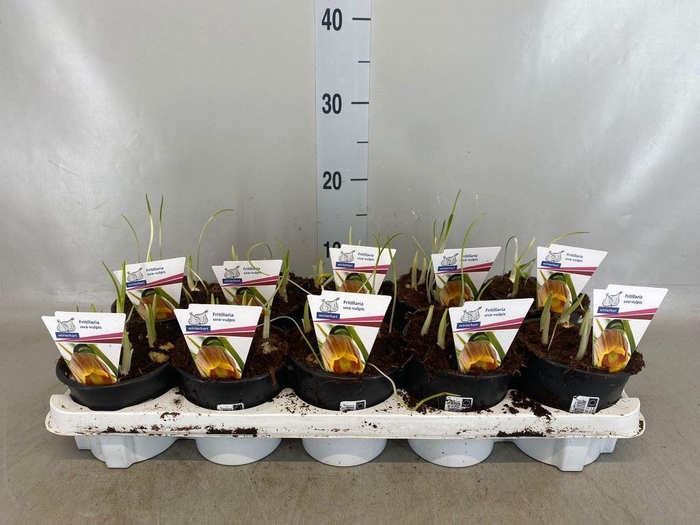 <h4>Fritillaria   ...</h4>