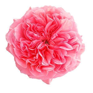 R GR CAND X-PRESSION