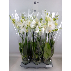 Phalaenopsis   ...white