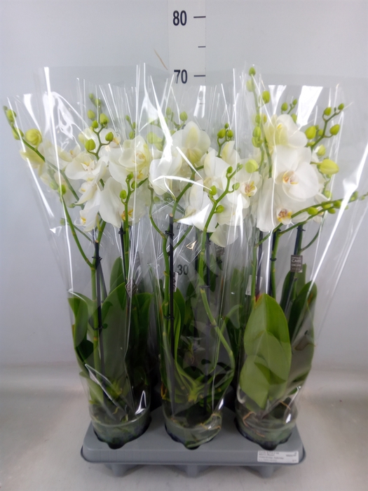 <h4>Phalaenopsis   ...white</h4>