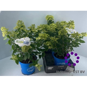 HYDR PA BLOOM CUMRA