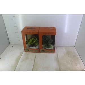 BONSAI JOVEM VASO PLASTICO 1.1L CX