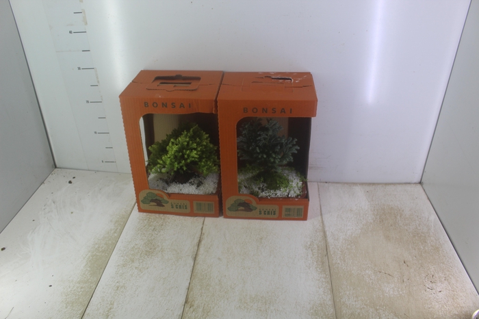 <h4>BONSAI JOVEM VASO PLASTICO 1.1L CX</h4>