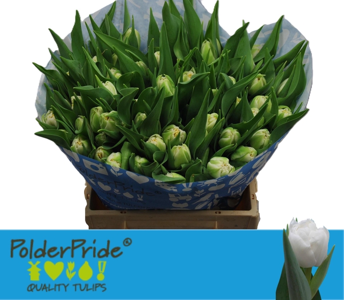 <h4>TU DU GALILEO</h4>