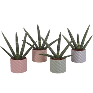 Sansevieria Cylindrica Handshake in Ø14cm Ceramic SE661
