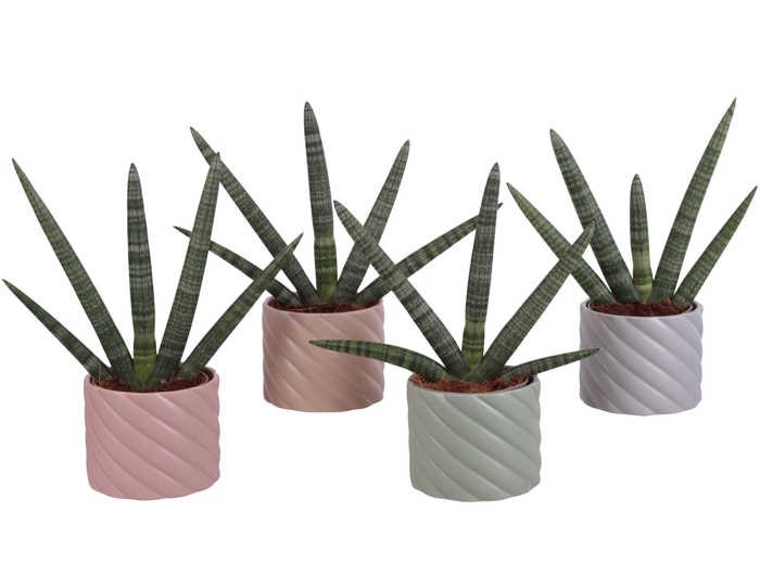 <h4>Sansevieria Cylindrica Handshake in Ø14cm Ceramic SE661</h4>