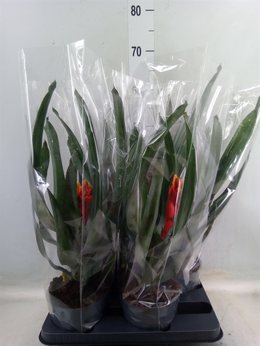 <h4>Aechmea  'Pepita Elegant Flames'</h4>