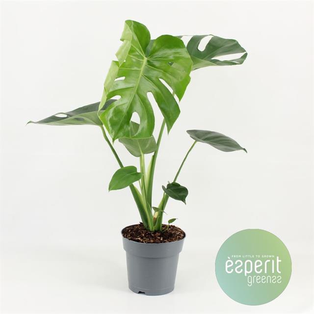 MONSTERA DELICIOSA