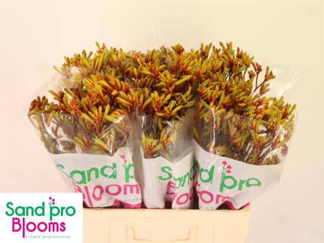 <h4>ANIGOZ GOLD FEVER</h4>