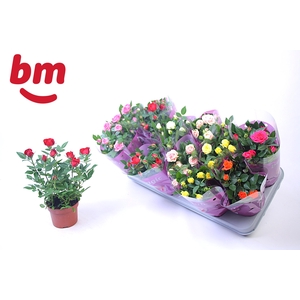 RO B MONDE GEM 7 SRT