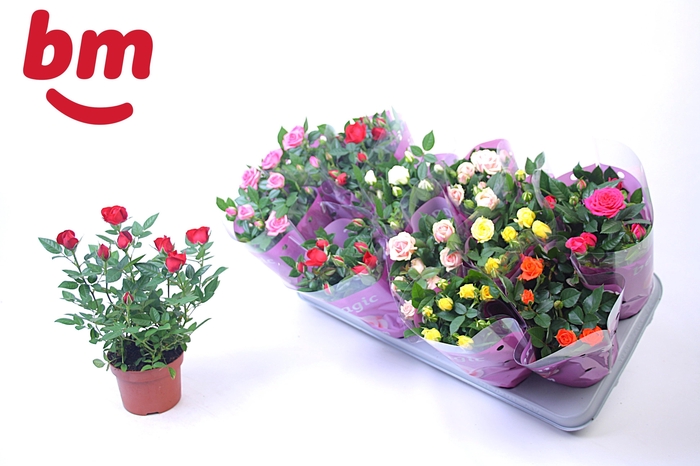 <h4>RO B MONDE GEM 7 SRT</h4>